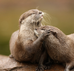 First-Ever UK Wildlife Pin Set Launching Autumn 2025