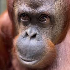 Orangutan Caring Week - 10th-16th November 2024